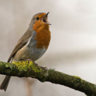 新着情報・記事テスト03